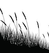 Sow grassland forb species